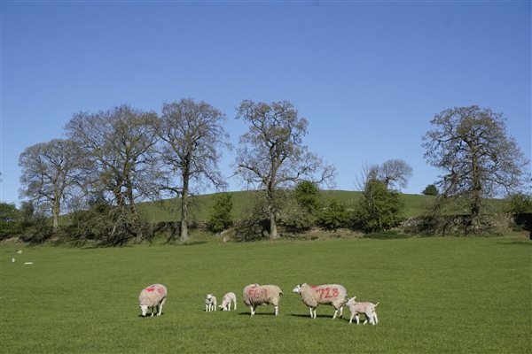 Our sheep farm